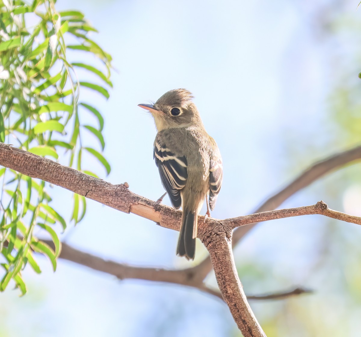 Western Flycatcher (Pacific-slope) - ML642683966