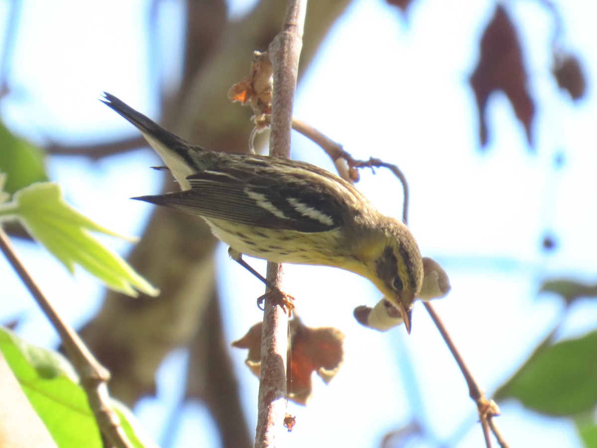 Blackburnian Warbler - ML642683967