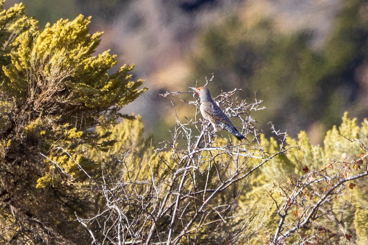 Northern Flicker - ML642683978