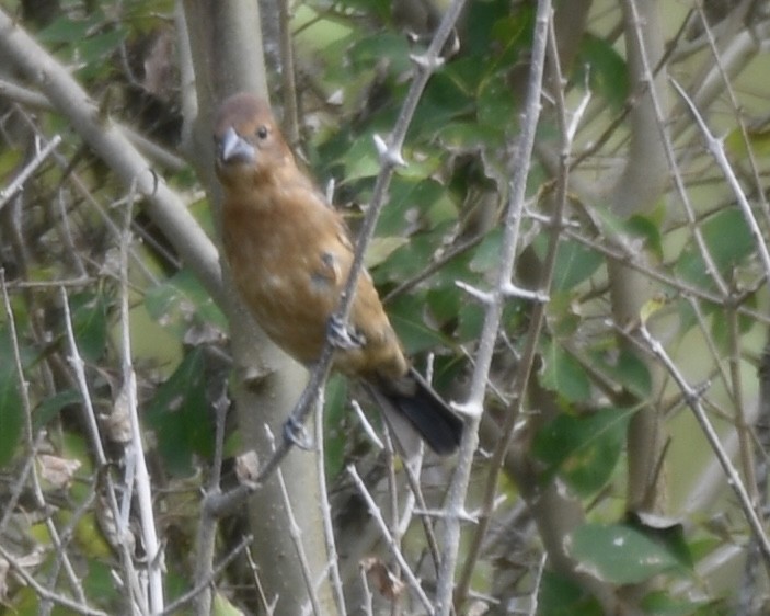 Blue Grosbeak - ML642683981