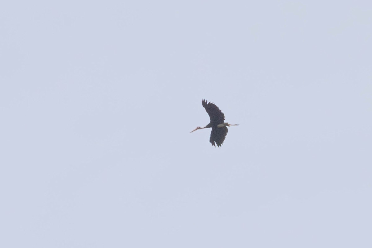 Storm's Stork - ML642683984
