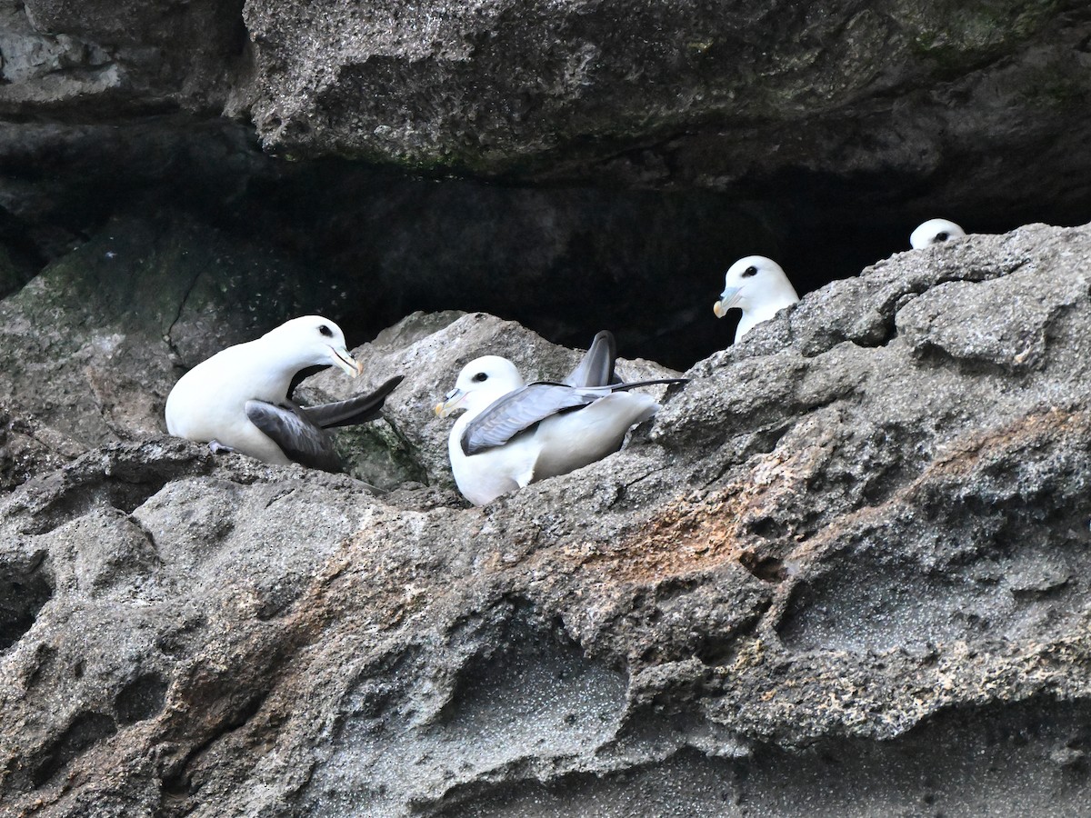 Northern Fulmar (Atlantic) - ML642684037
