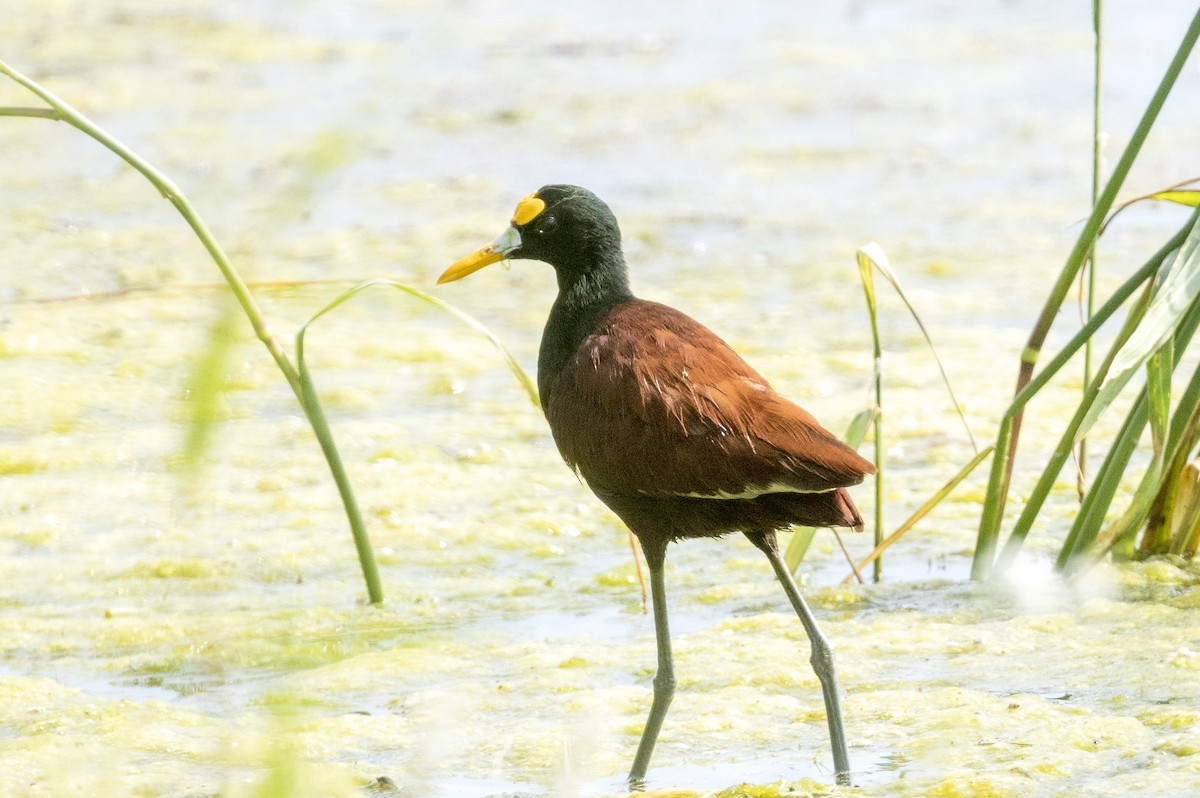 Northern Jacana - ML642684038
