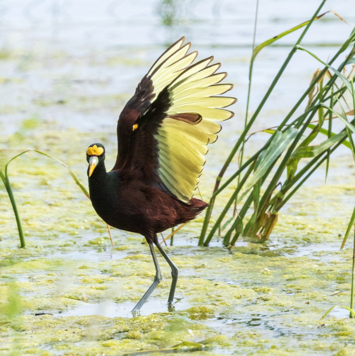 Northern Jacana - ML642684039