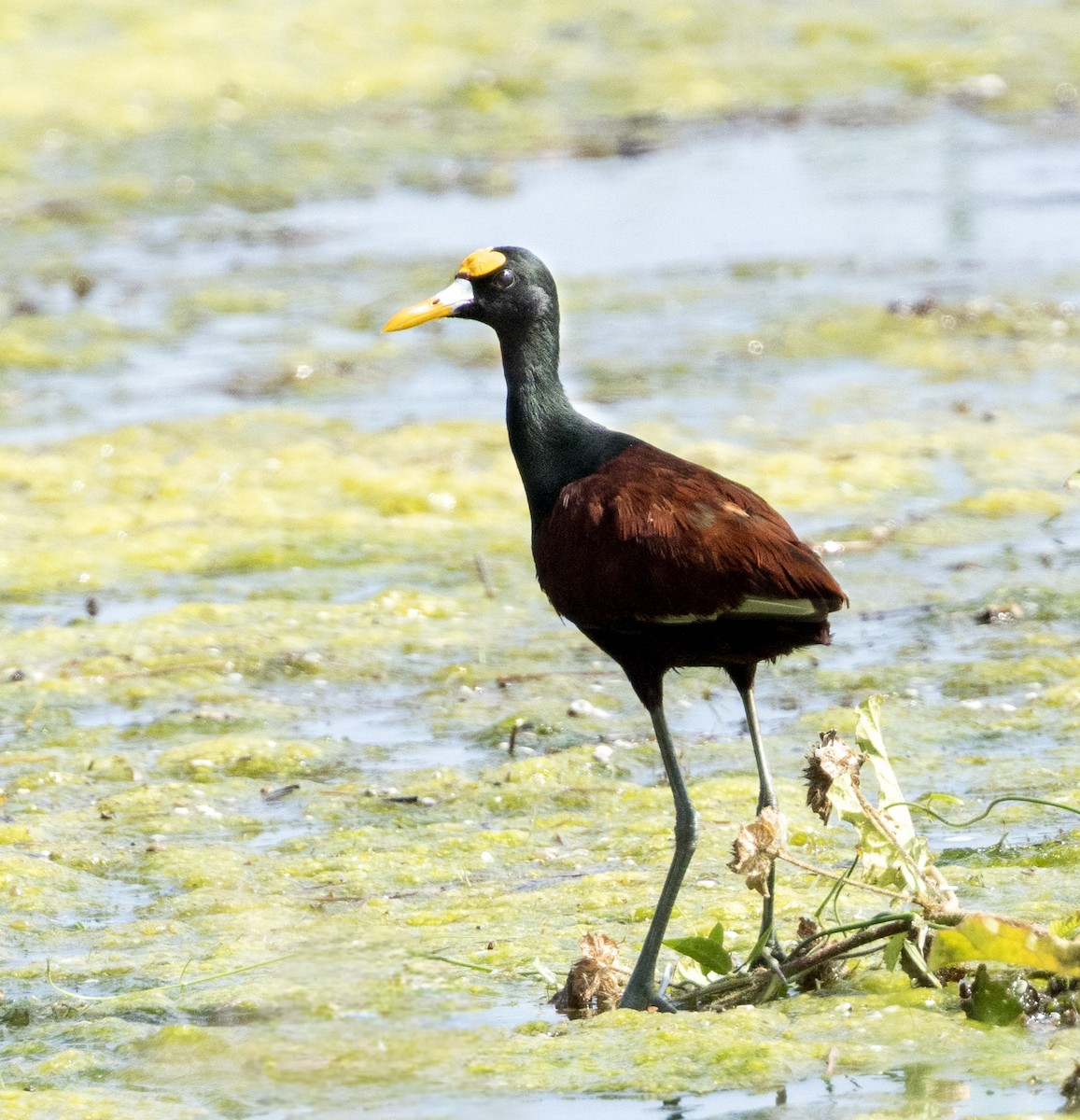 Northern Jacana - ML642684040