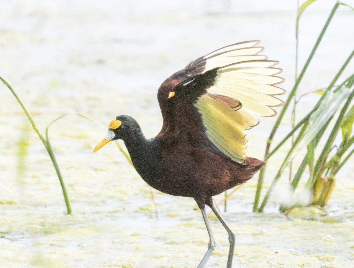 Northern Jacana - ML642684041