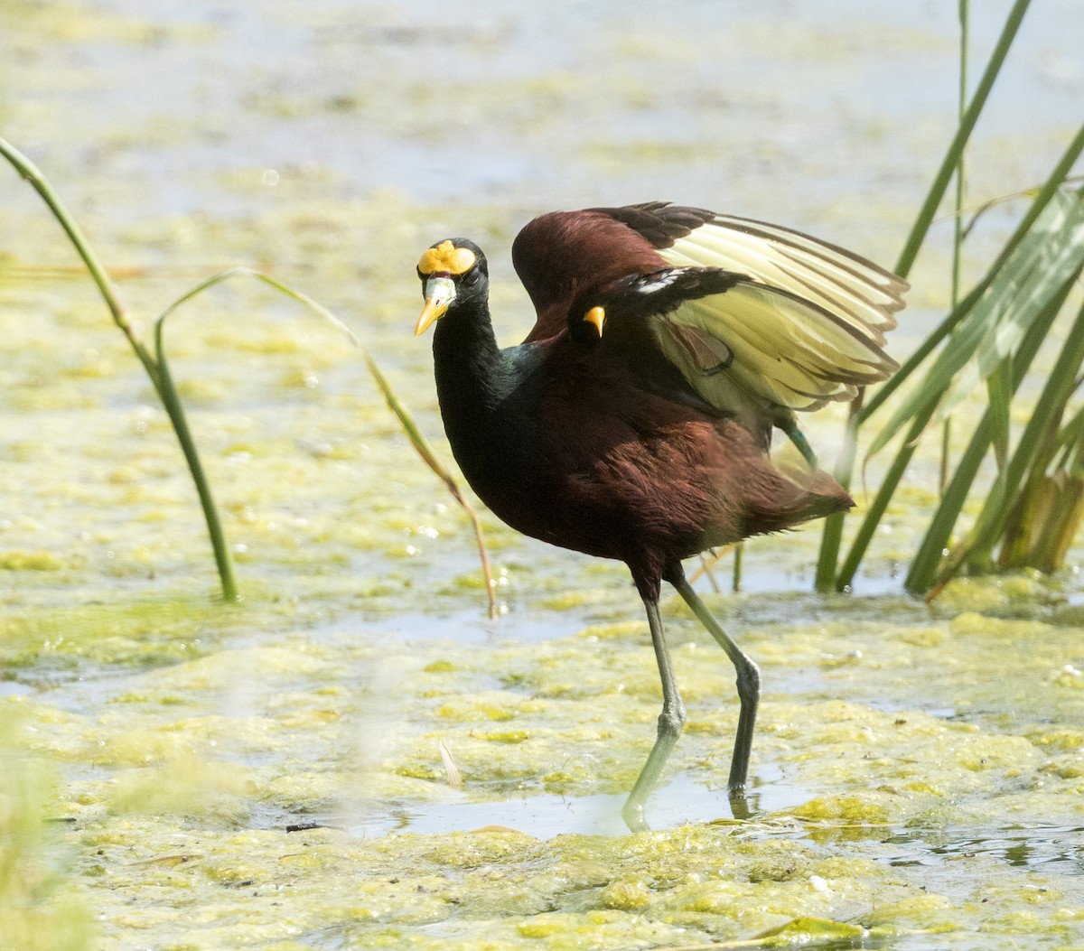 Northern Jacana - ML642684042