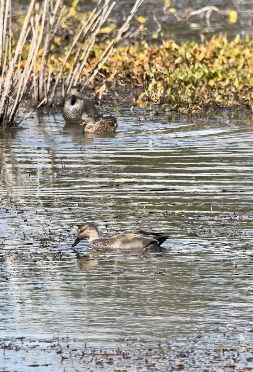 Gadwall - ML642684051