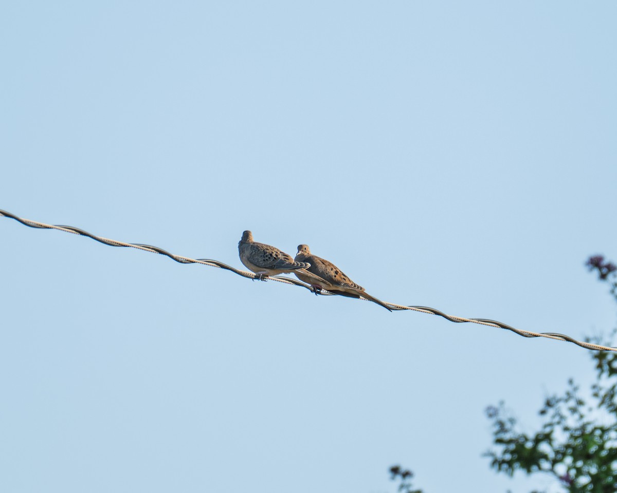 Mourning Dove - ML642684058