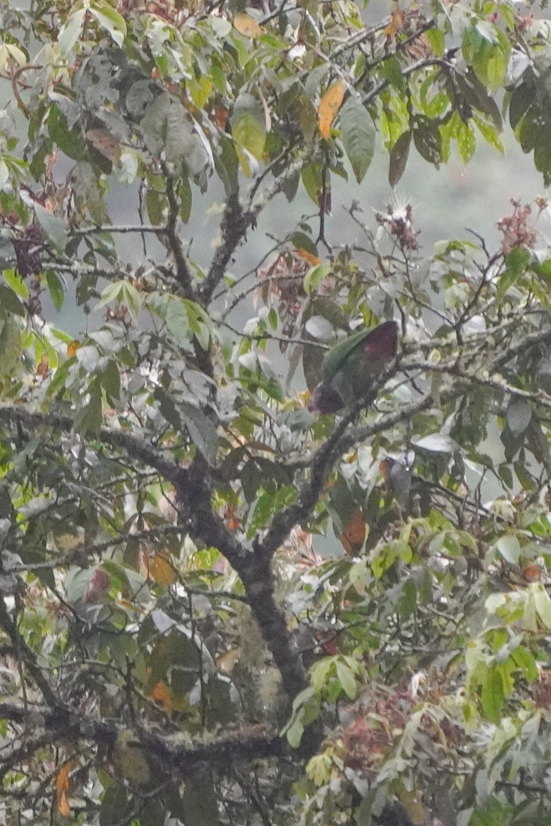 Speckle-faced Parrot - ML642684059