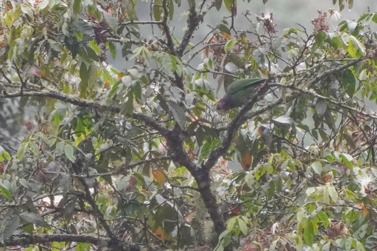 Speckle-faced Parrot - ML642684060