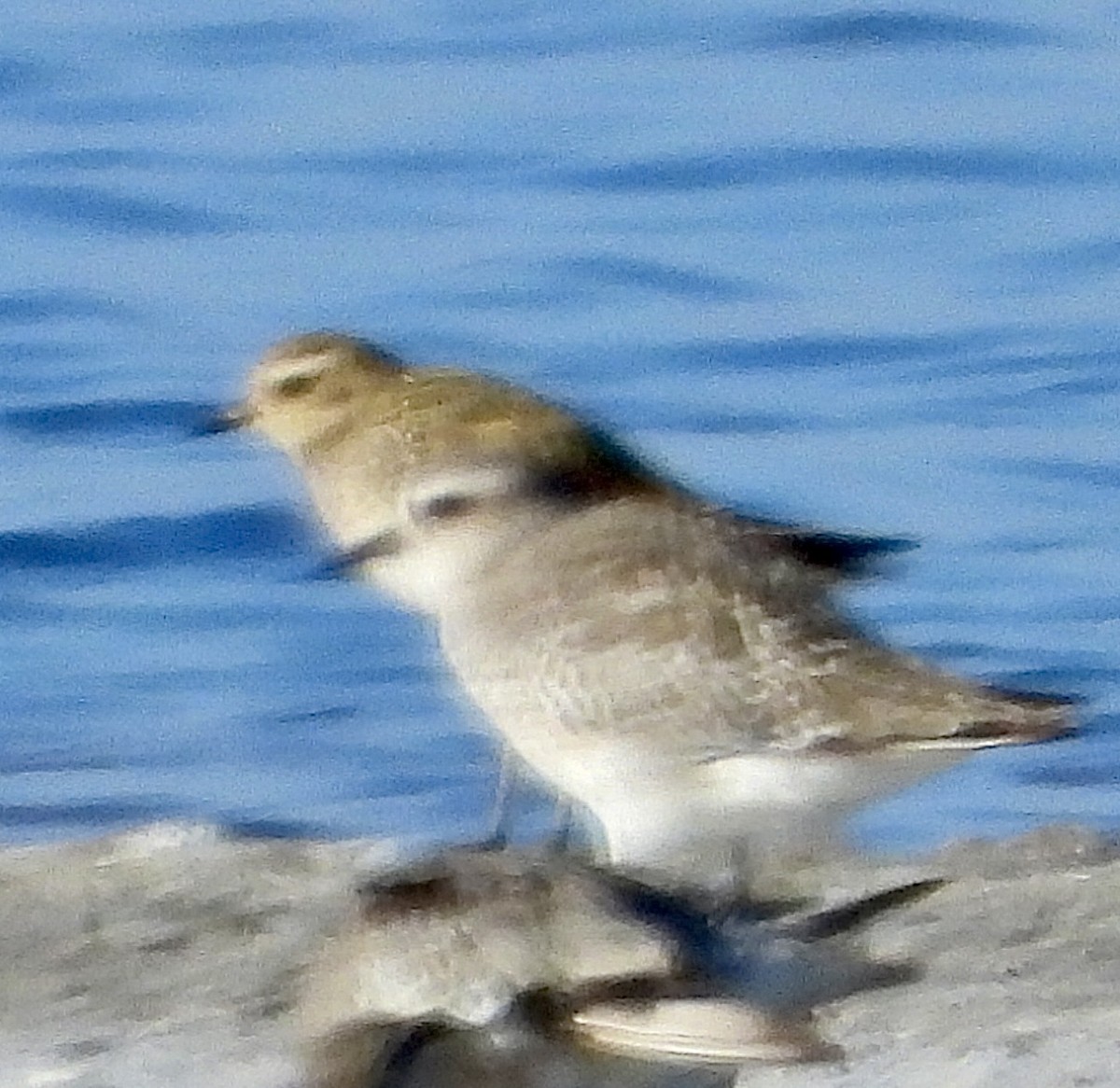 Pacific Golden-Plover - ML642684062