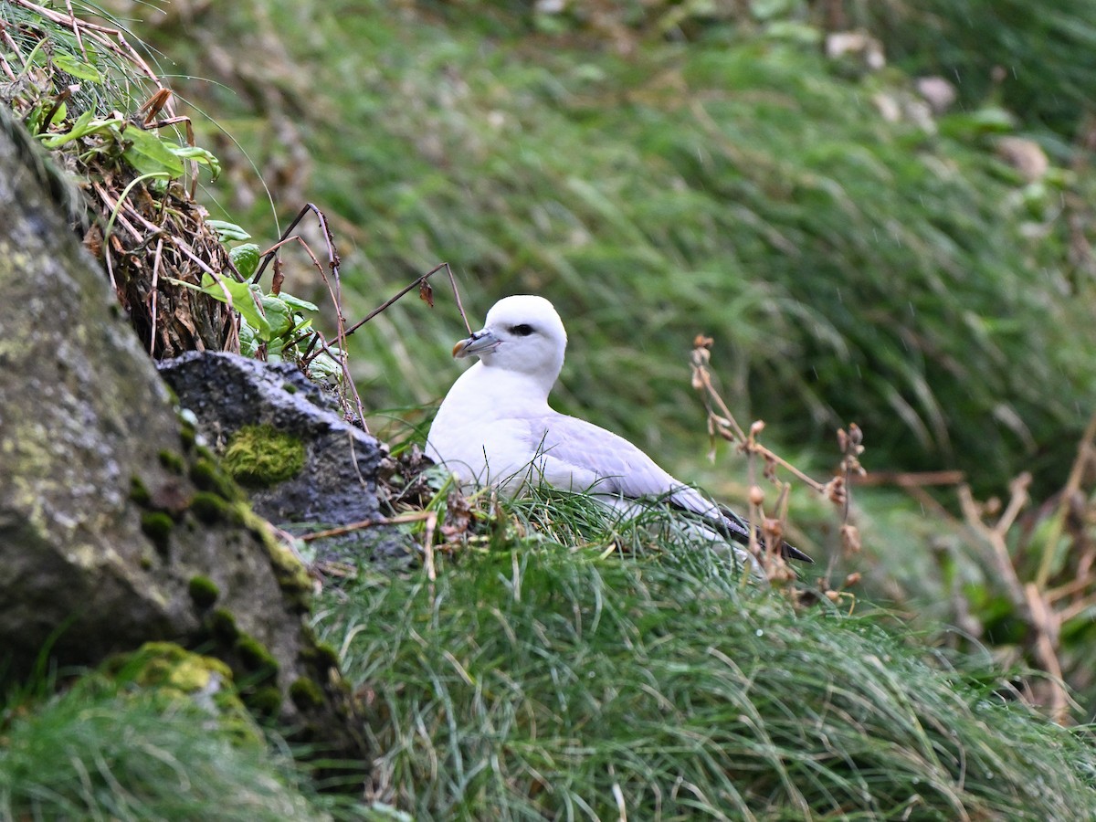 Northern Fulmar (Atlantic) - ML642684064