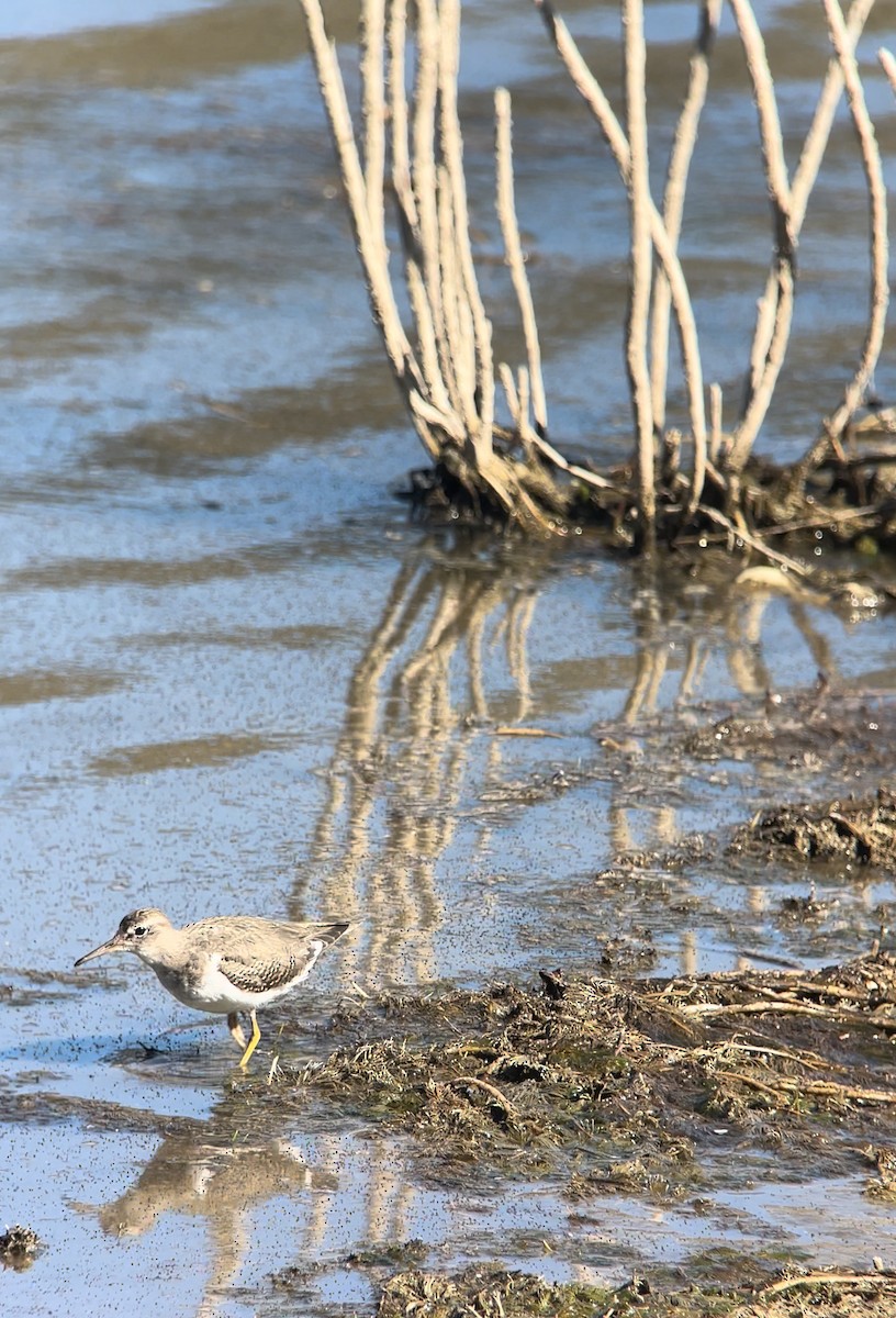 flekksnipe - ML642684065