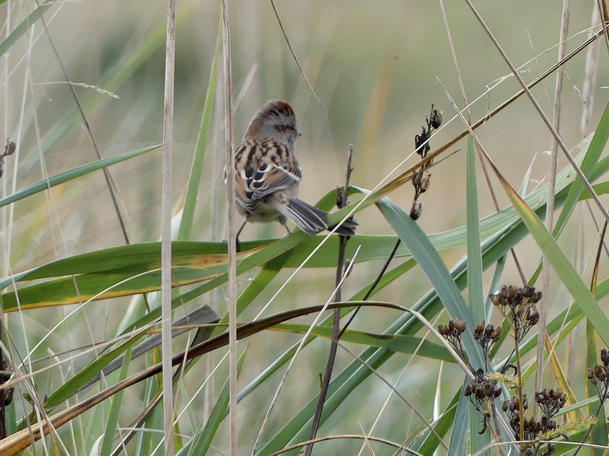 American Tree Sparrow - ML642684069