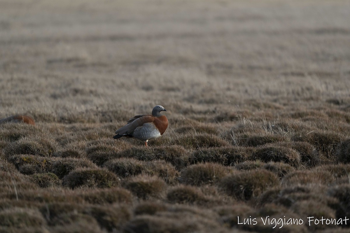 Ashy-headed Goose - ML642684084