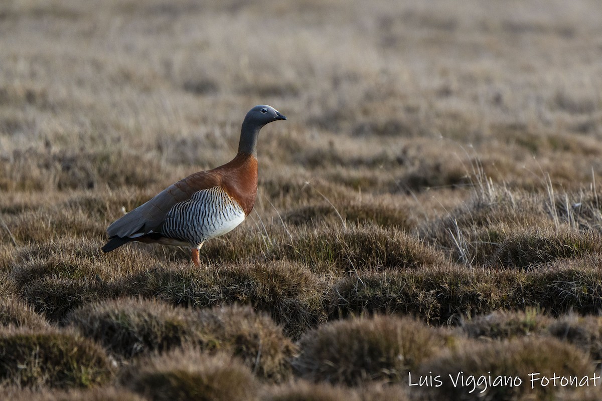 Ashy-headed Goose - ML642684085