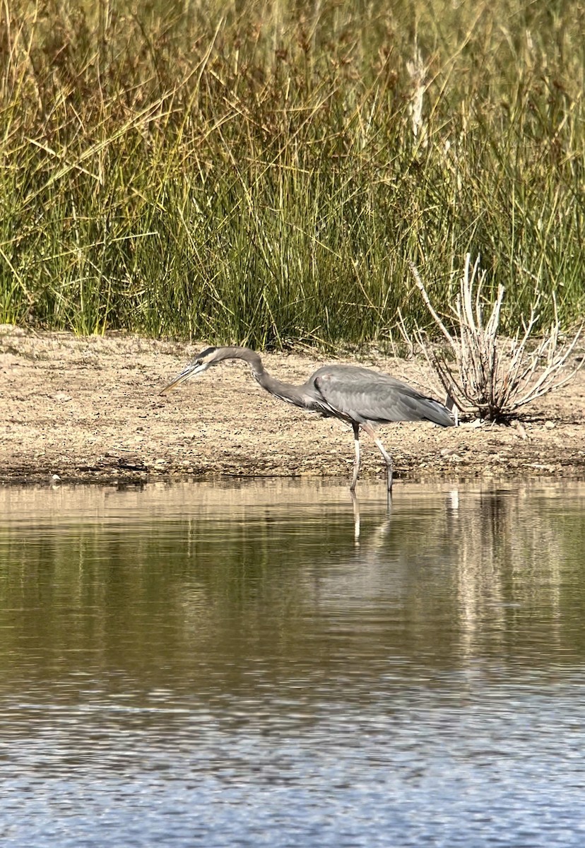 Great Blue Heron (Great Blue) - ML642684086
