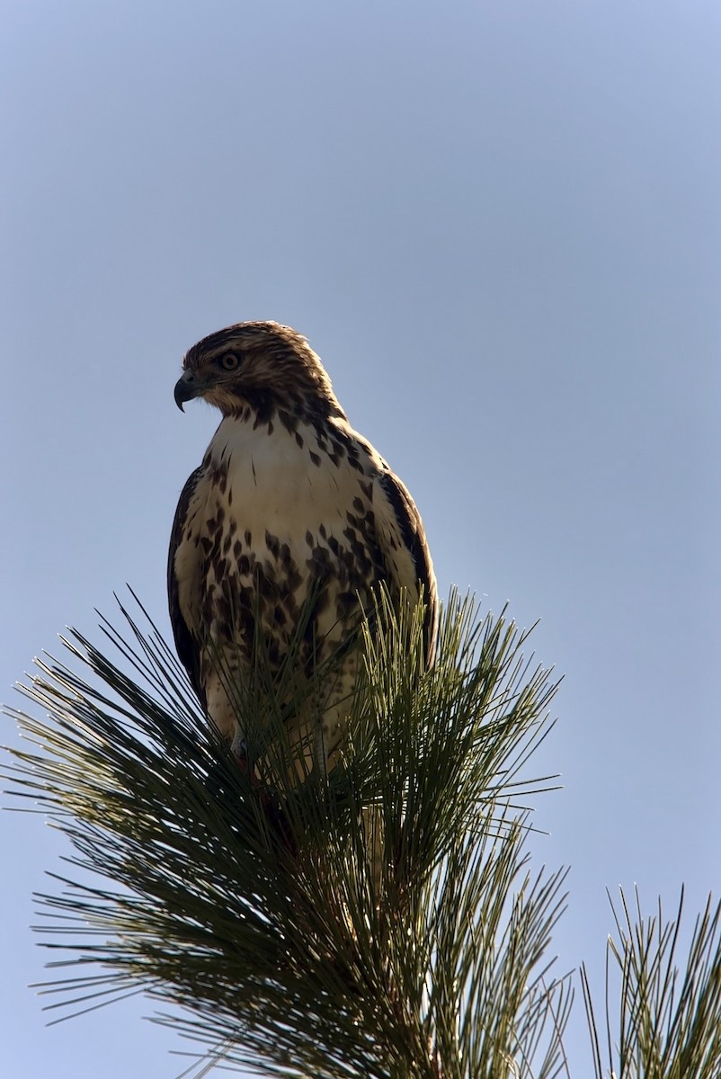 Red-tailed Hawk (calurus/alascensis) - ML642684107