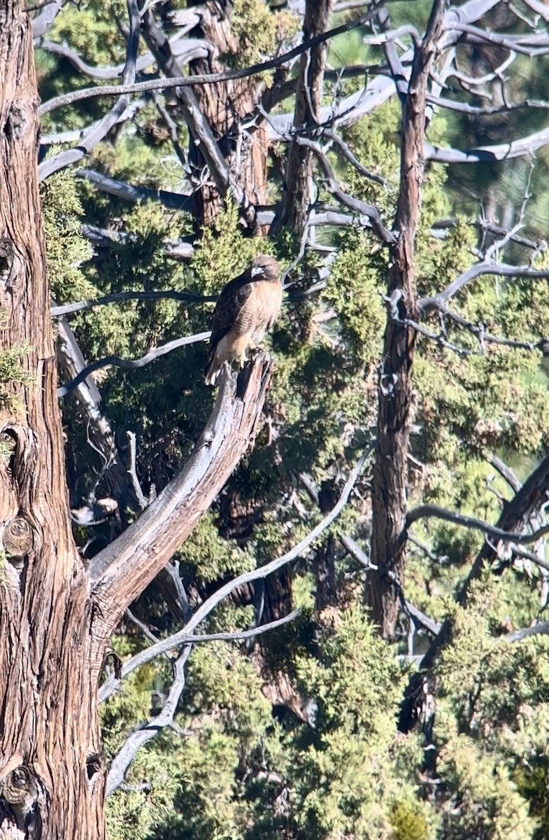 Red-tailed Hawk (calurus/alascensis) - ML642684108