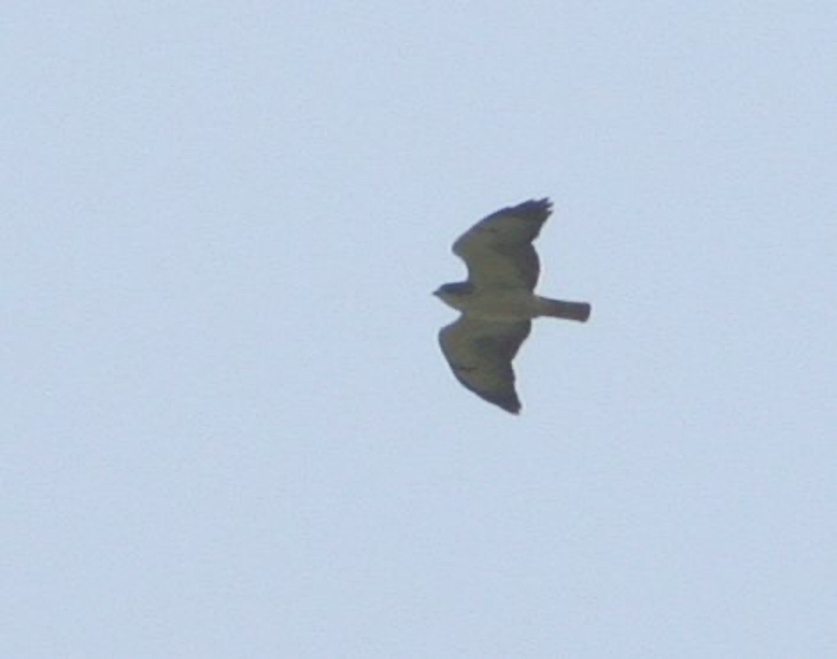 Short-tailed Hawk - ML642684109