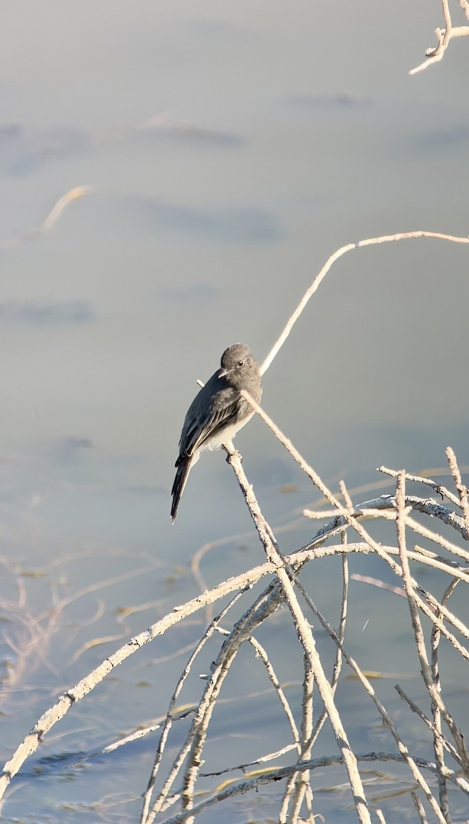 Black Phoebe - ML642684114