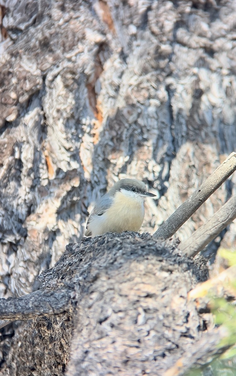 Pygmy Nuthatch - ML642684130