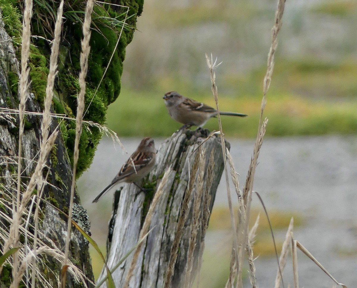 American Tree Sparrow - ML642684142