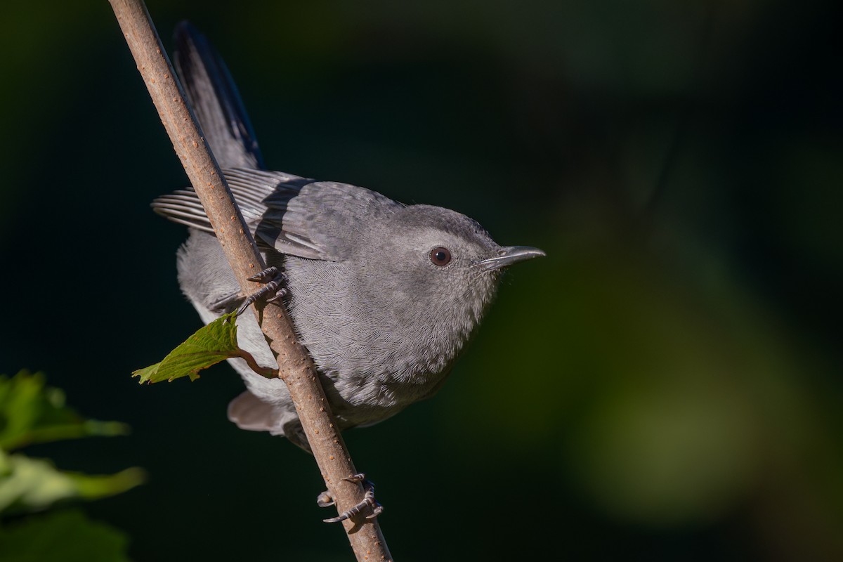 kattespottefugl - ML642684148