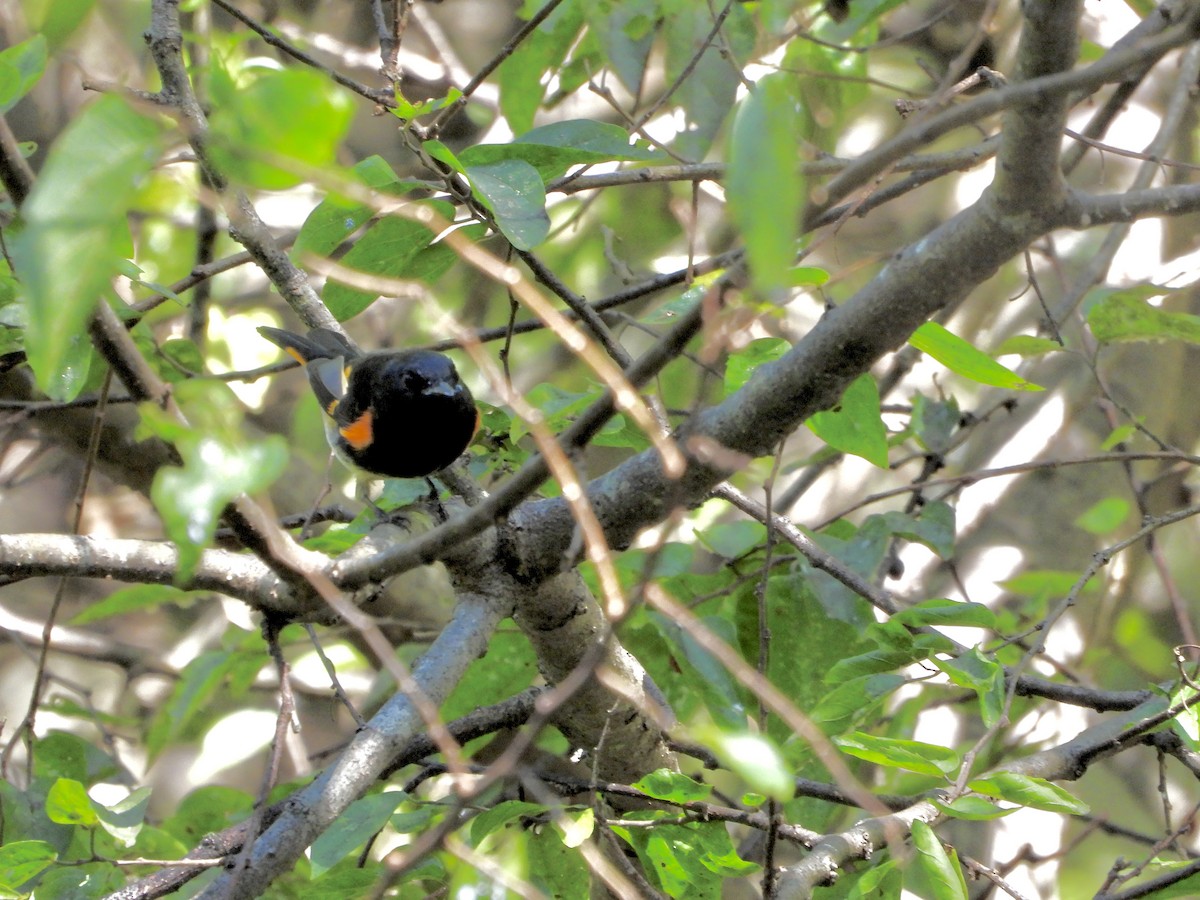rødstjertparula - ML642684152