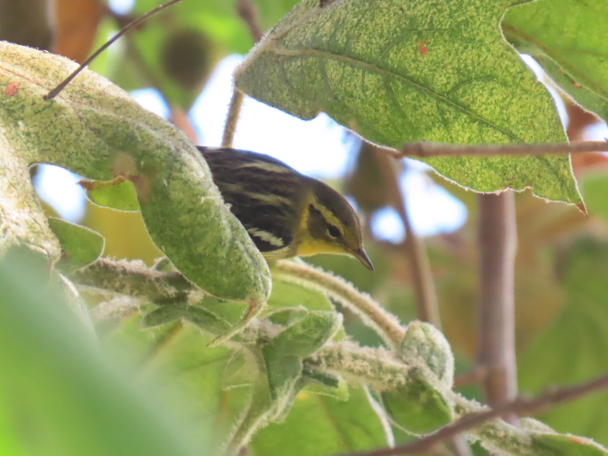 Blackburnian Warbler - ML642684159