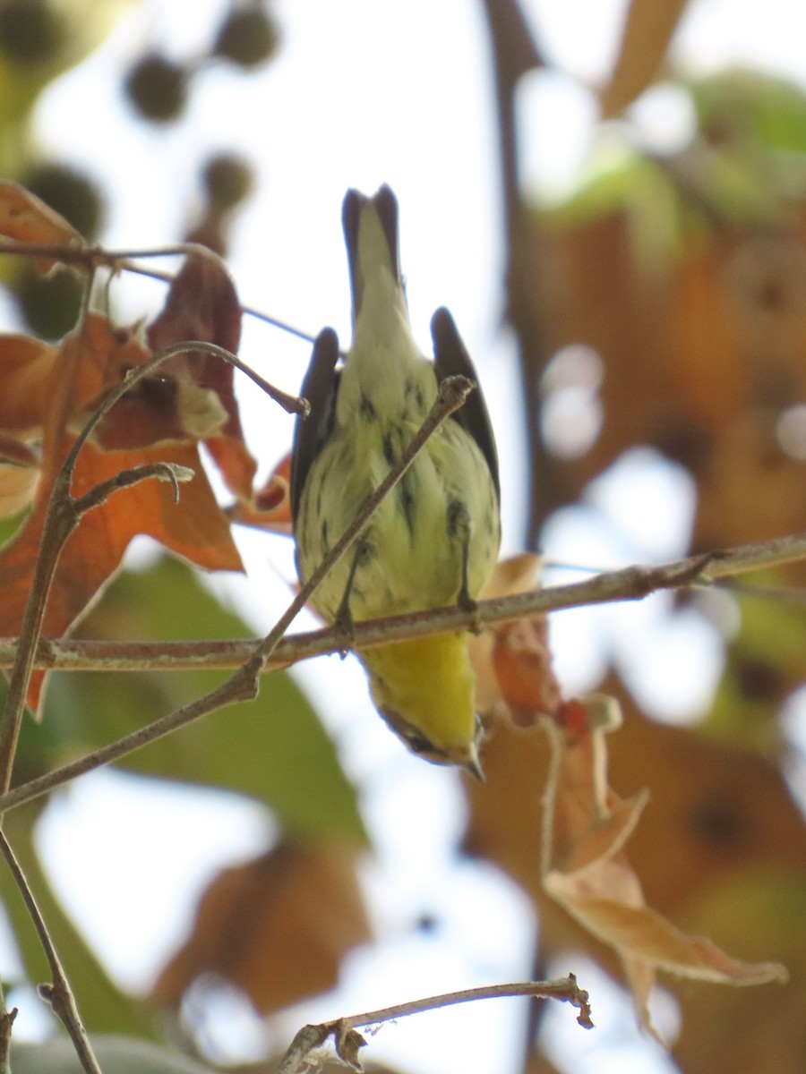 Blackburnian Warbler - ML642684161