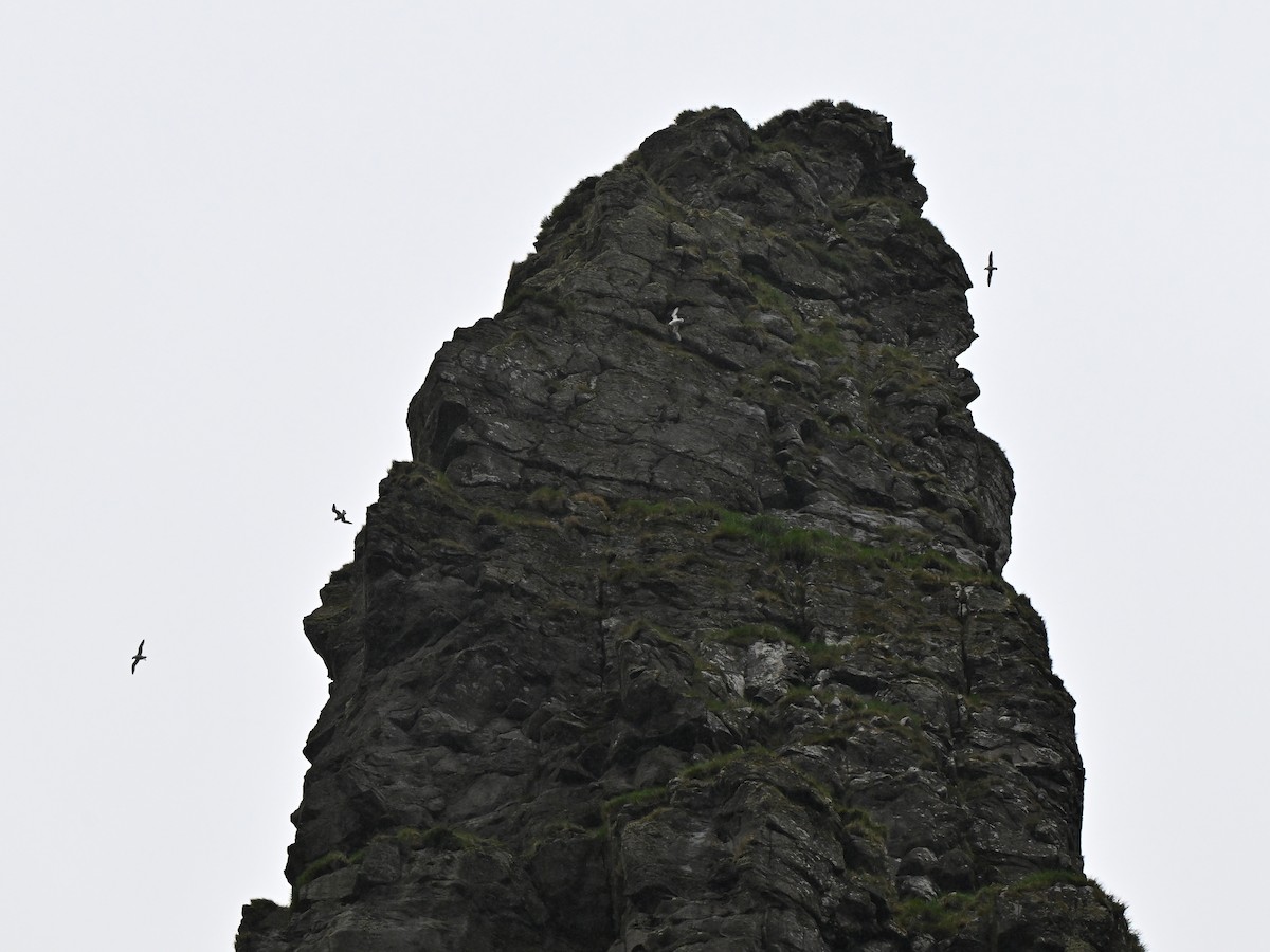 havhest (glacialis/auduboni) - ML642684175