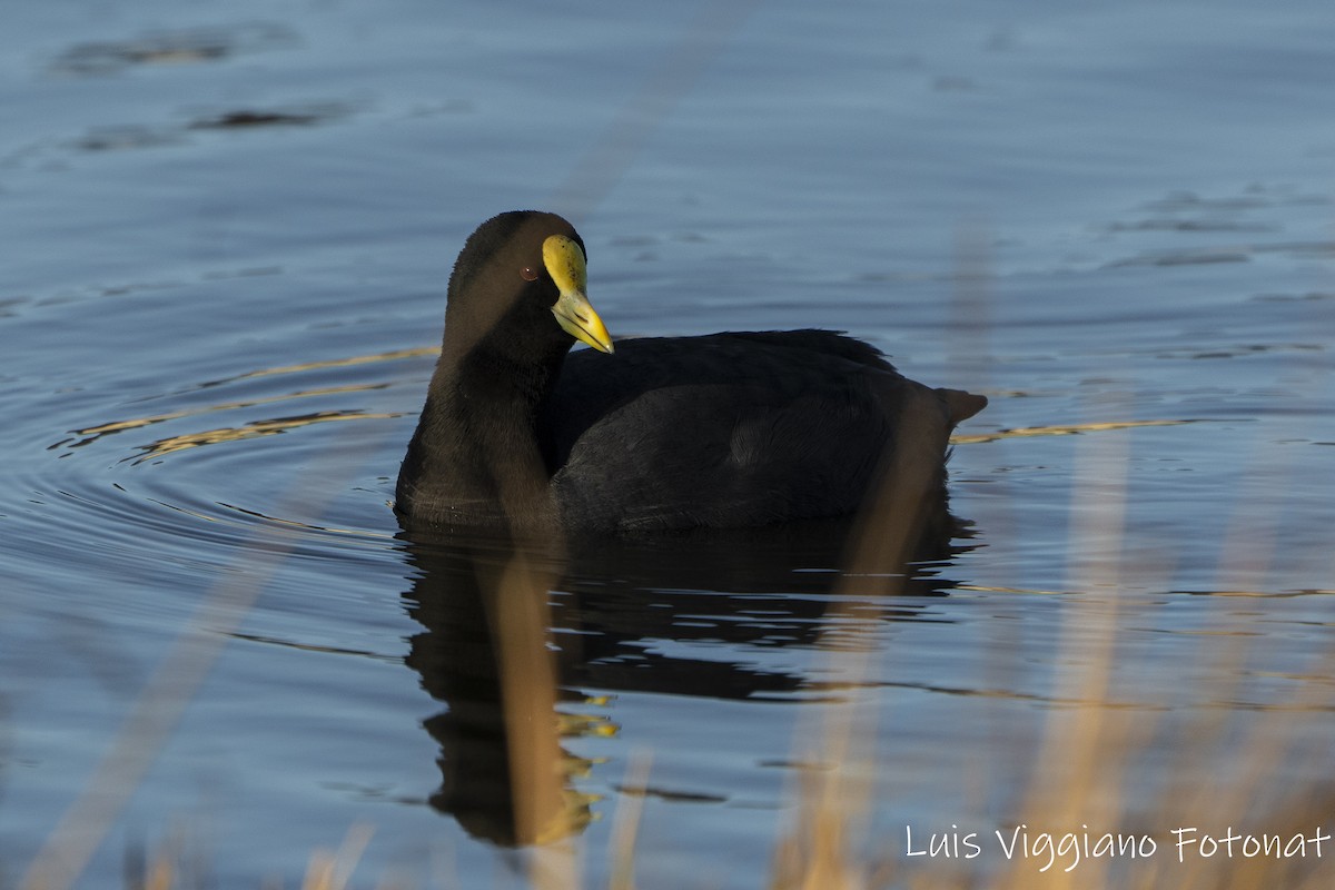White-winged Coot - ML642684185