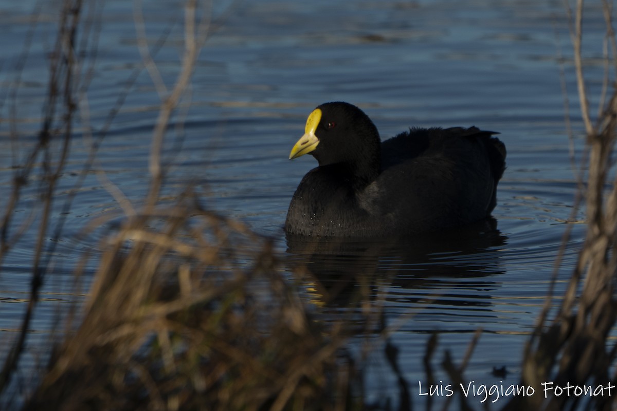 White-winged Coot - ML642684186