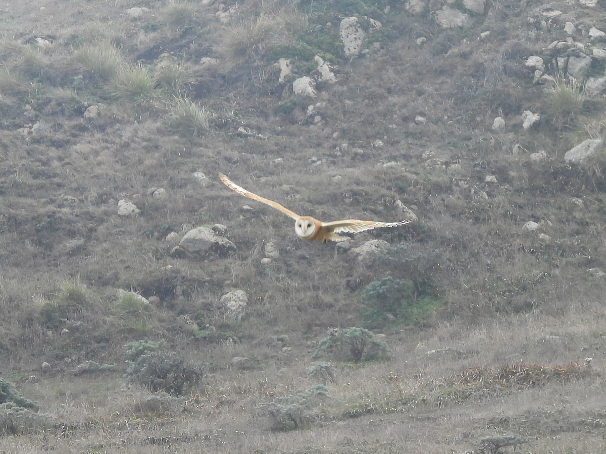 American Barn Owl - ML642684187