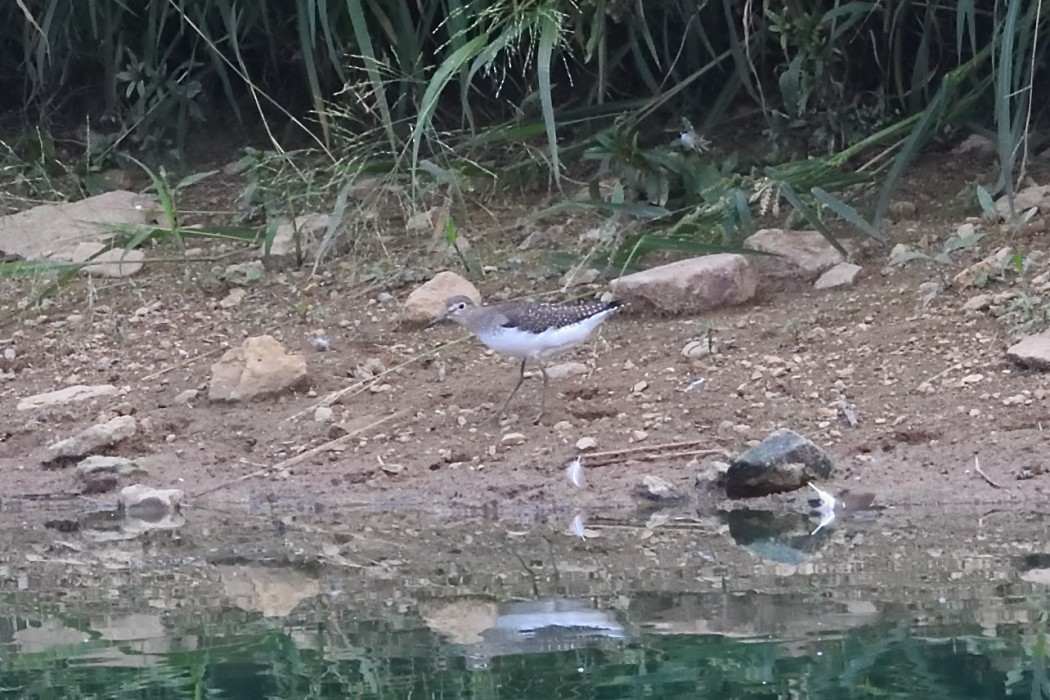 Solitary Sandpiper - ML642684193
