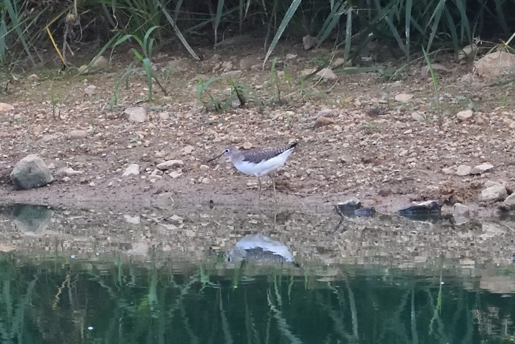 Solitary Sandpiper - ML642684201