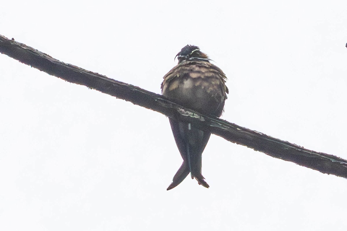 Whiskered Treeswift - ML642684204