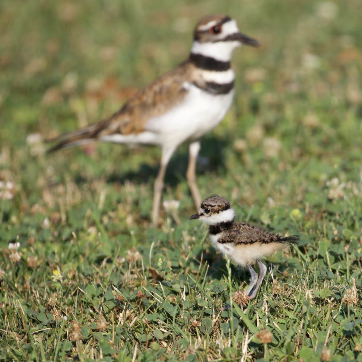 Killdeer - ML642684205