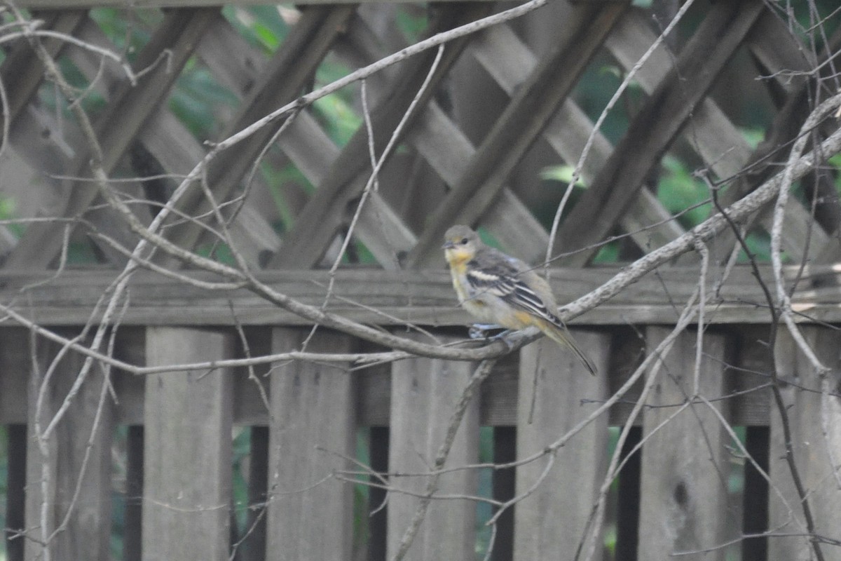 Oriole de Baltimore - ML642684208