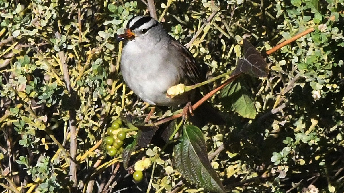 White-crowned Sparrow - ML642684211