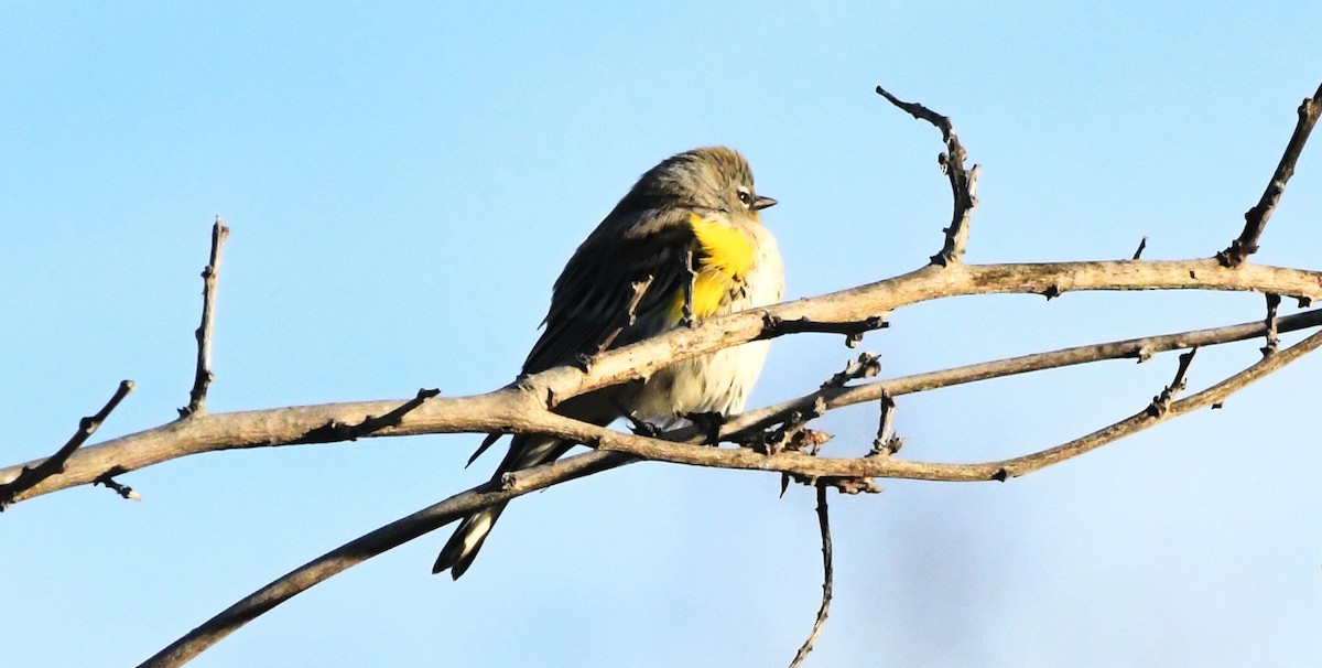 Yellow-rumped Warbler - ML642684212