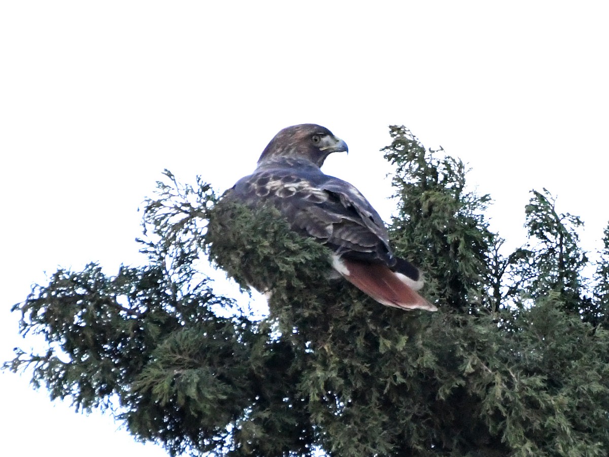 Red-tailed Hawk - ML642684213