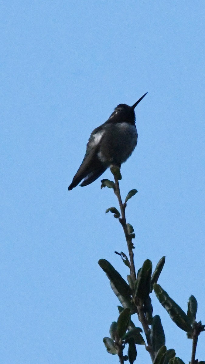 Anna's Hummingbird - ML642684214