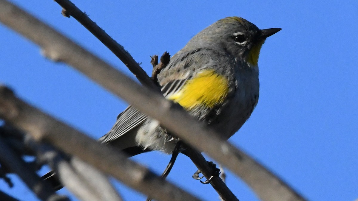 Savannah Sparrow - ML642684215
