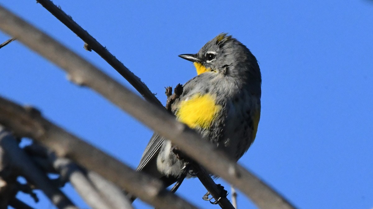 Savannah Sparrow - ML642684216