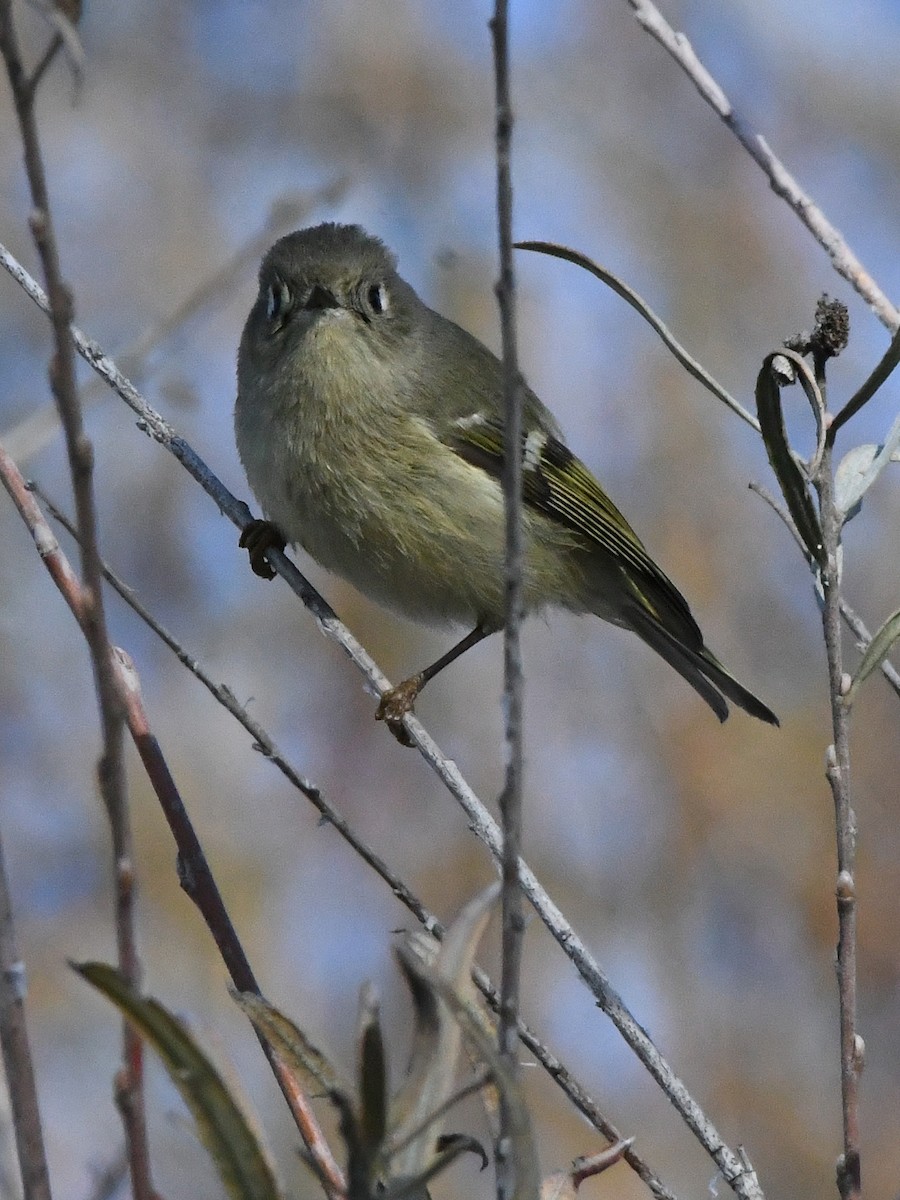 Savannah Sparrow - ML642684218