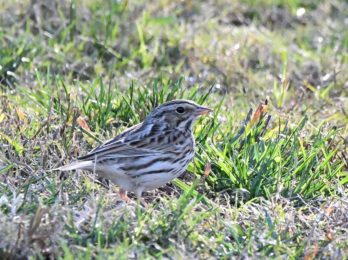 Savannah Sparrow - ML642684220