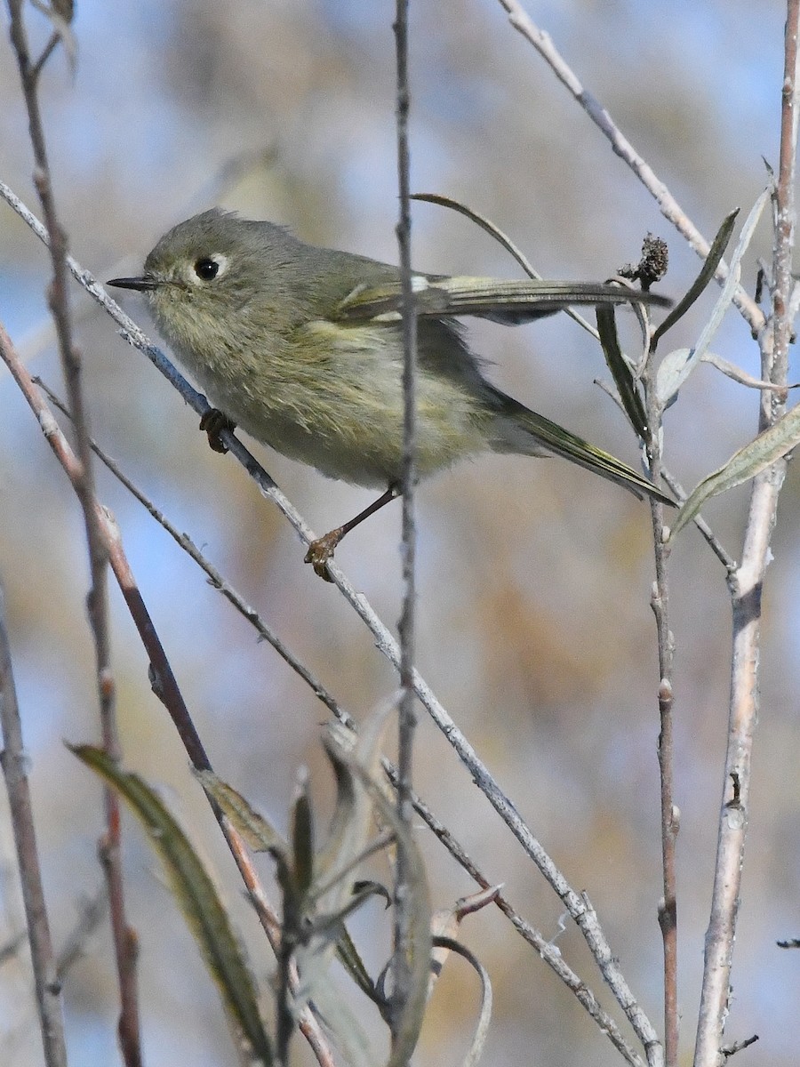 Savannah Sparrow - ML642684222